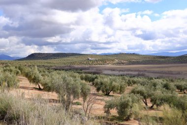 İspanya 'nın başkenti Anadalucia' da bulunan Laguna del Salobral