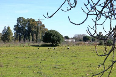 İspanya 'da El Higueron, Cordoba, Endülüs yakınlarında dinlenen büyük bir grup leylek.