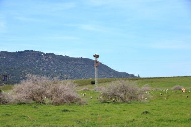 İspanya 'da El Higueron, Cordoba, Endülüs yakınlarında dinlenen büyük bir grup leylek.