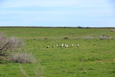 İspanya 'da El Higueron, Cordoba, Endülüs yakınlarında dinlenen büyük bir grup leylek.