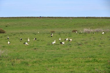 İspanya 'da El Higueron, Cordoba, Endülüs yakınlarında dinlenen büyük bir grup leylek.