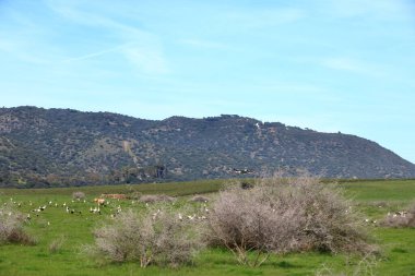 İspanya 'da El Higueron, Cordoba, Endülüs yakınlarındaki bir çayırda uçan leylekler.