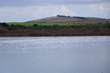 Göldeki kuş sürüsü. Büyük Flamingo, Phoenicopterus Roseus in the Laguna de Medina, Jerez de la Frontera, Cadiz Eyaleti, İspanya