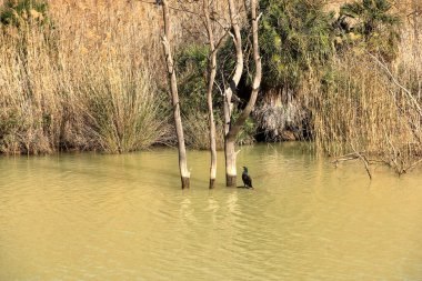 İspanya 'da Caminito del Rey, Malaga, Endülüs yakınlarındaki Mumyalama de Gaitanejo' da büyük karabatak (Phalacrocorax carbo)