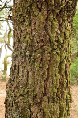 İspanya 'daki Kanarya Adaları, El Hierro' daki engebeli çam gövdeleri.