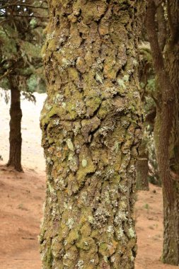 İspanya 'daki Kanarya Adaları, El Hierro' daki engebeli çam gövdeleri.