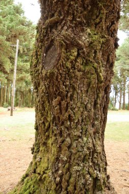 İspanya 'daki Kanarya Adaları, El Hierro' daki engebeli çam gövdeleri.