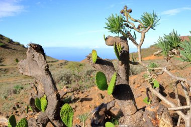 İspanya 'daki El Hierro, Kanarya Adaları' nda Opuntia fitil-indica veya dikenli armut meyveleri yetişiyor.