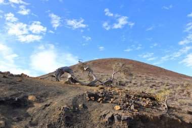 El Sabinar, El Hierro, İspanya 'daki Kanarya Adaları yakınlarındaki Atlantik Okyanusu' nun kıyısında bir uçurumun kenarında büyüyen rüzgarla bükülmüş bir ardıç ağacı.