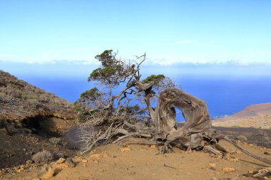 El Sabinar, El Hierro, İspanya 'daki Kanarya Adaları yakınlarındaki Atlantik Okyanusu' nun kıyısında bir uçurumun kenarında büyüyen rüzgarla bükülmüş bir ardıç ağacı.