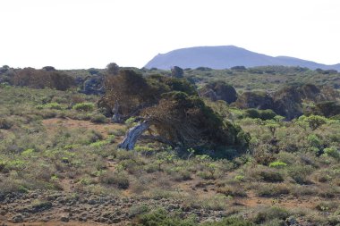 El Sabinar, El Hierro, İspanya 'daki Kanarya Adaları yakınlarındaki Atlantik Okyanusu' nun kıyısında bir uçurumun kenarında büyüyen rüzgarla bükülmüş bir ardıç ağacı.