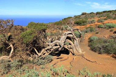 El Sabinar, El Hierro, İspanya 'daki Kanarya Adaları yakınlarındaki Atlantik Okyanusu' nun kıyısında bir uçurumun kenarında büyüyen rüzgarla bükülmüş bir ardıç ağacı.