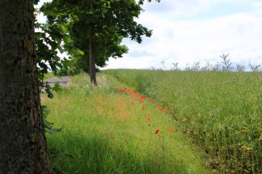 Almanya, Saksonya 'da bir tarlada açmakta olan kırmızı gelincikler.