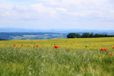 Almanya, Saksonya 'da bir tarlada açmakta olan kırmızı gelincikler.