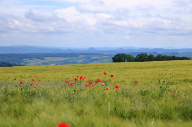 Almanya, Saksonya 'da bir tarlada açmakta olan kırmızı gelincikler.