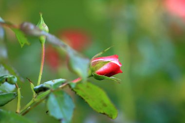 Bahçede açan kırmızı güller