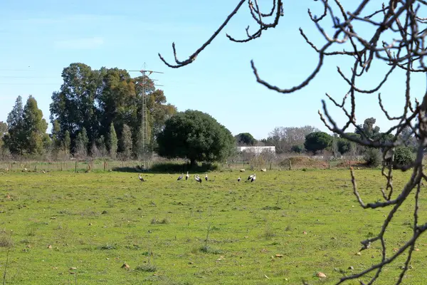 İspanya 'da El Higueron, Cordoba, Endülüs yakınlarında dinlenen büyük bir grup leylek.