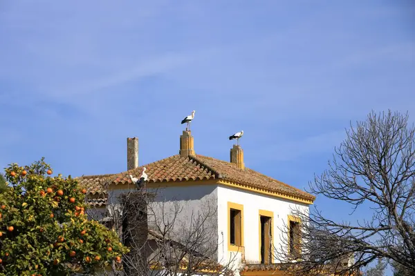 İspanya 'da El Higueron, Cordoba, Endülüs yakınlarındaki bir evin çatısında oturan leylekler.
