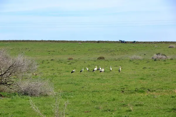 İspanya 'da El Higueron, Cordoba, Endülüs yakınlarında dinlenen büyük bir grup leylek.
