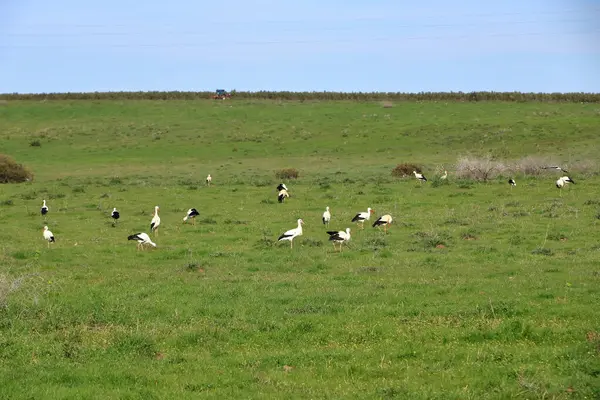 İspanya 'da El Higueron, Cordoba, Endülüs yakınlarında dinlenen büyük bir grup leylek.