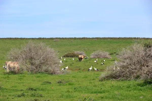 İspanya 'da El Higueron, Cordoba, Endülüs yakınlarında dinlenen büyük bir grup leylek.