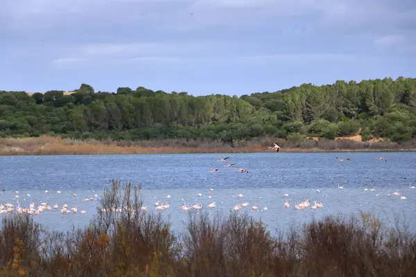 Flamingo, Phoenicopterus gülü. İspanya 'nın Laguna de Medina, Jerez de la Frontera üzerinde uçan kuşlar.