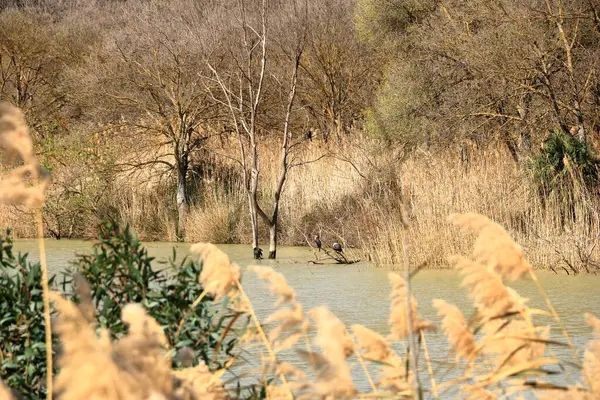 İspanya 'da Caminito del Rey, Malaga, Endülüs yakınlarındaki Mumyalama de Gaitanejo' da büyük karabatak (Phalacrocorax carbo)