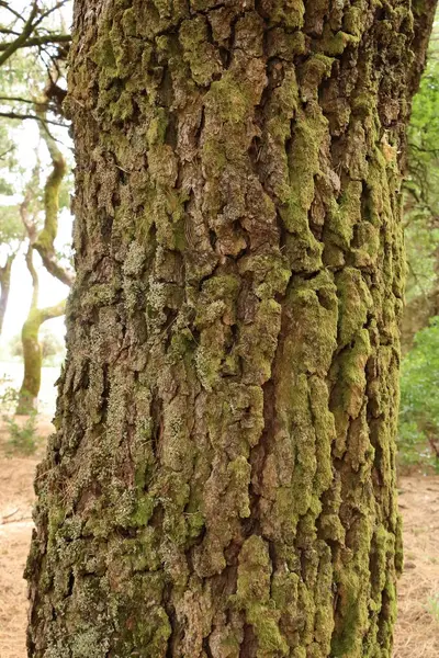 İspanya 'daki Kanarya Adaları, El Hierro' daki engebeli çam gövdeleri.