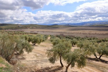 İspanya 'nın başkenti Anadalucia' da bulunan Laguna del Salobral
