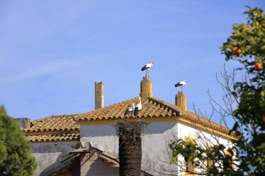 İspanya 'da El Higueron, Cordoba, Endülüs yakınlarındaki bir evin çatısında oturan leylekler.