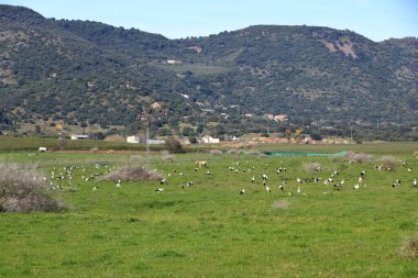 İspanya 'da El Higueron, Cordoba, Endülüs yakınlarında dinlenen büyük bir grup leylek.