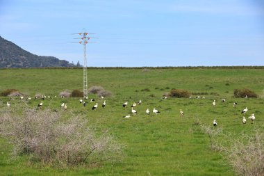İspanya 'da El Higueron, Cordoba, Endülüs yakınlarında dinlenen büyük bir grup leylek.