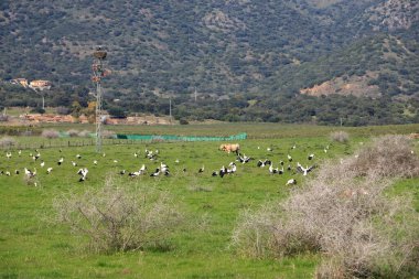 İspanya 'da El Higueron, Cordoba, Endülüs yakınlarında dinlenen büyük bir grup leylek.