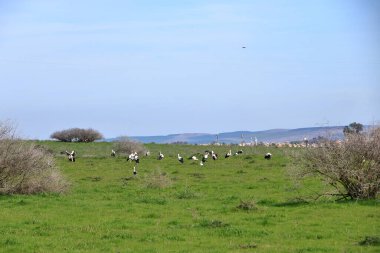 İspanya 'da El Higueron, Cordoba, Endülüs yakınlarında dinlenen büyük bir grup leylek.