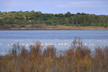 Göldeki kuş sürüsü. Büyük Flamingo, Phoenicopterus Roseus in the Laguna de Medina, Jerez de la Frontera, Cadiz Eyaleti, İspanya