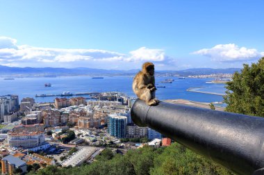 Cebelitarık makakları Cebelitarık kayası, maymun, maymun
