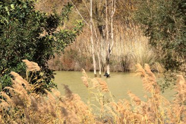 İspanya 'da Caminito del Rey, Malaga, Endülüs yakınlarındaki Mumyalama de Gaitanejo' da büyük karabatak (Phalacrocorax carbo)
