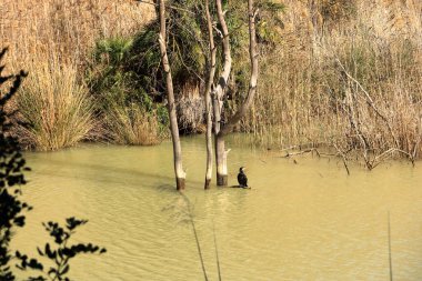 İspanya 'da Caminito del Rey, Malaga, Endülüs yakınlarındaki Mumyalama de Gaitanejo' da büyük karabatak (Phalacrocorax carbo)