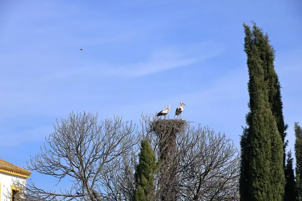 İspanya 'da El Higueron, Cordoba, Endülüs yakınlarındaki bir evin çatısında oturan leylekler.
