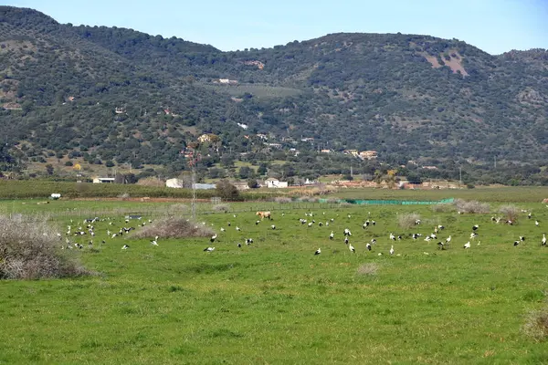 İspanya 'da El Higueron, Cordoba, Endülüs yakınlarında dinlenen büyük bir grup leylek.