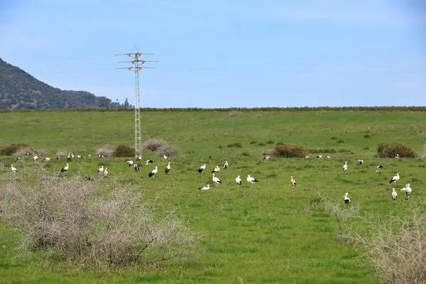 İspanya 'da El Higueron, Cordoba, Endülüs yakınlarında dinlenen büyük bir grup leylek.
