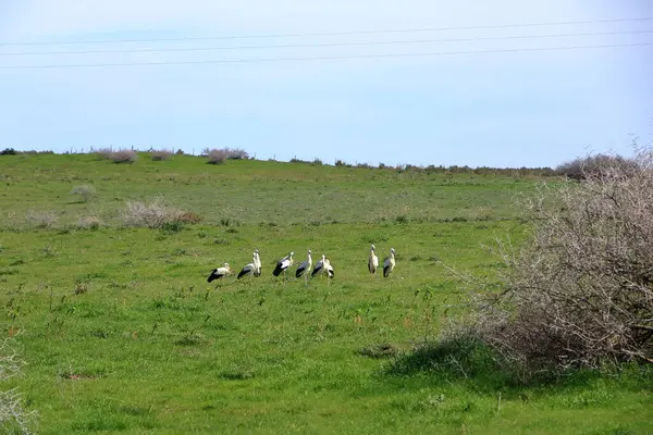 İspanya 'da El Higueron, Cordoba, Endülüs yakınlarında dinlenen büyük bir grup leylek.