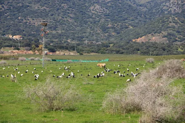 İspanya 'da El Higueron, Cordoba, Endülüs yakınlarında dinlenen büyük bir grup leylek.