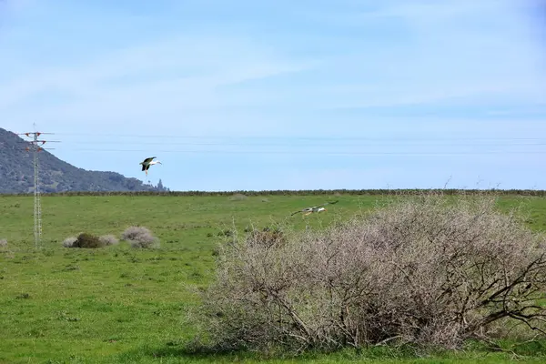 İspanya 'da El Higueron, Cordoba, Endülüs yakınlarındaki bir çayırda uçan leylekler.