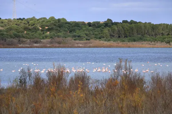 Göldeki kuş sürüsü. Büyük Flamingo, Phoenicopterus Roseus in the Laguna de Medina, Jerez de la Frontera, Cadiz Eyaleti, İspanya