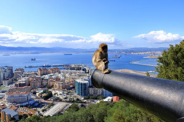 Cebelitarık makakları Cebelitarık kayası, maymun, maymun