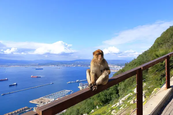 Cebelitarık makakları Cebelitarık kayası, maymun, maymun