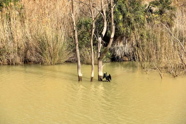 İspanya 'da Caminito del Rey, Malaga, Endülüs yakınlarındaki Mumyalama de Gaitanejo' da büyük karabatak (Phalacrocorax carbo)