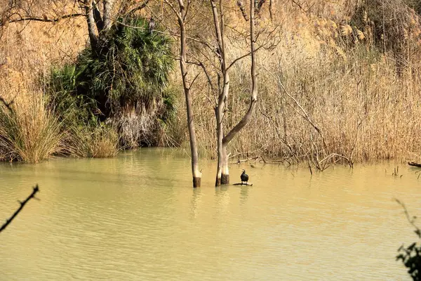 İspanya 'da Caminito del Rey, Malaga, Endülüs yakınlarındaki Mumyalama de Gaitanejo' da büyük karabatak (Phalacrocorax carbo)