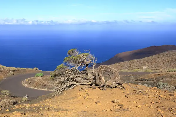 El Sabinar, El Hierro, İspanya 'daki Kanarya Adaları yakınlarındaki Atlantik Okyanusu' nun kıyısında bir uçurumun kenarında büyüyen rüzgarla bükülmüş bir ardıç ağacı.